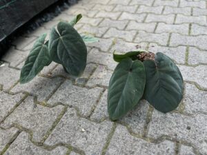 Anthurium Dressleri