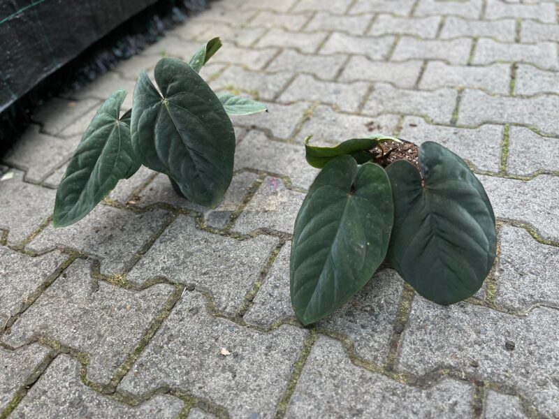 Anthurium Dressleri