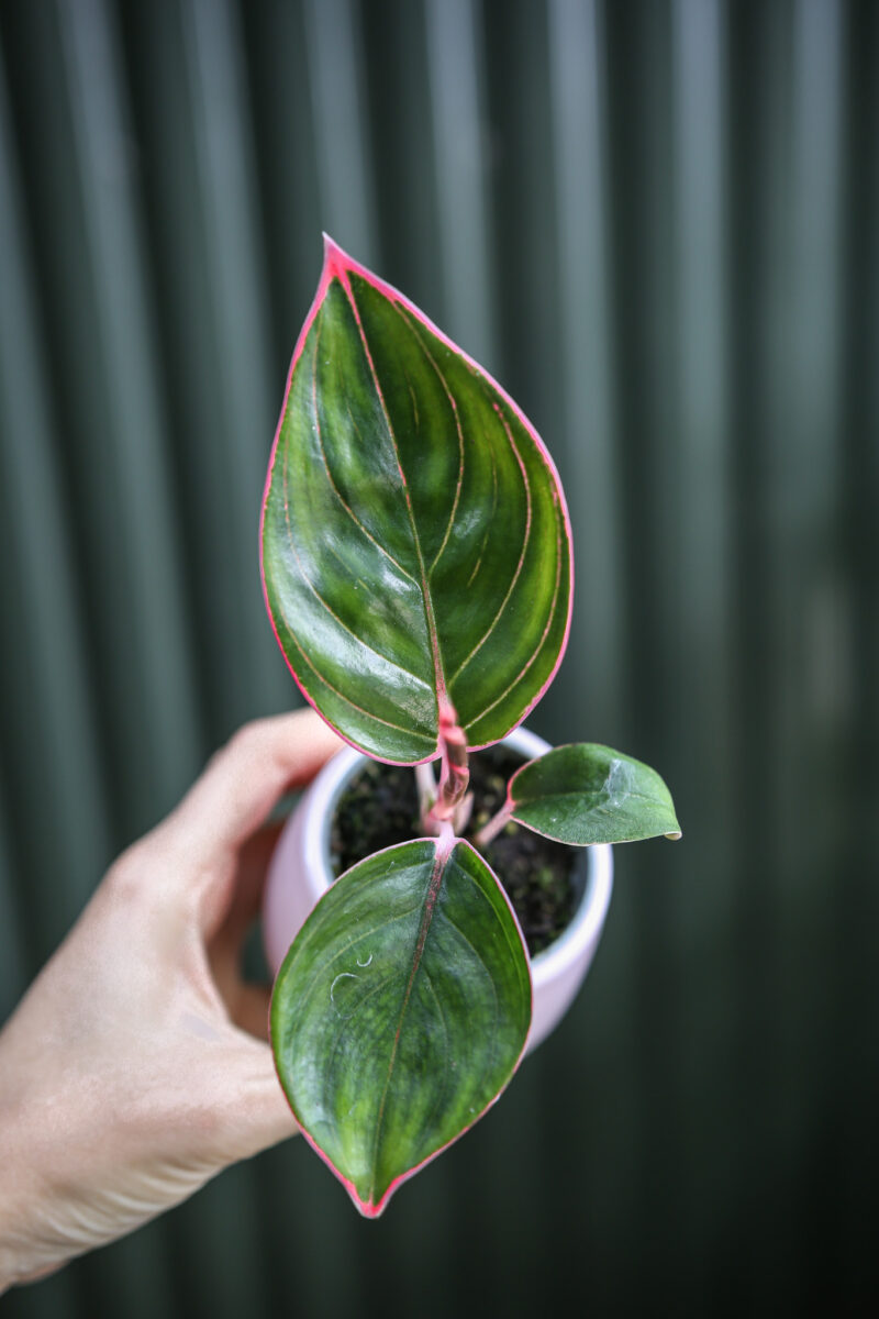 Aglaonema Lipstick Pink Aglaonema Lipstick Pink