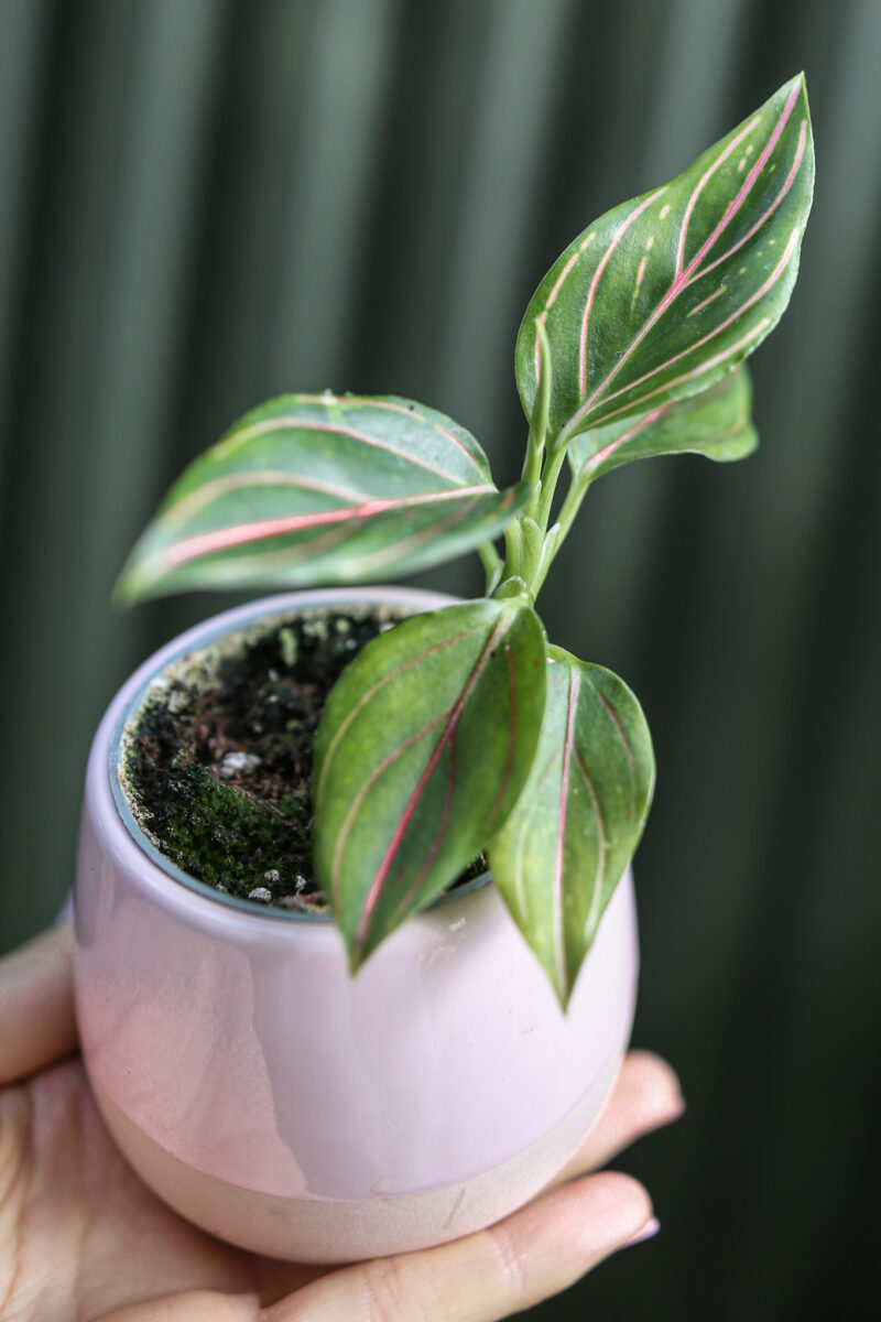 Aglaonema Red Vein