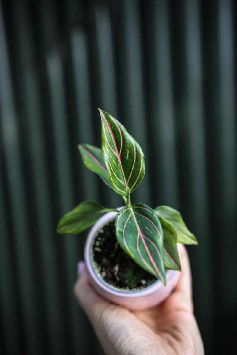 Aglaonema Red Vein Aglaonema Red Vein