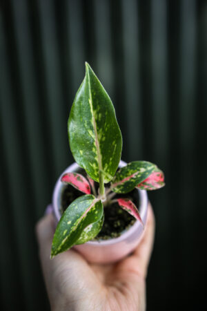 Aglaonema Night Sparkle
