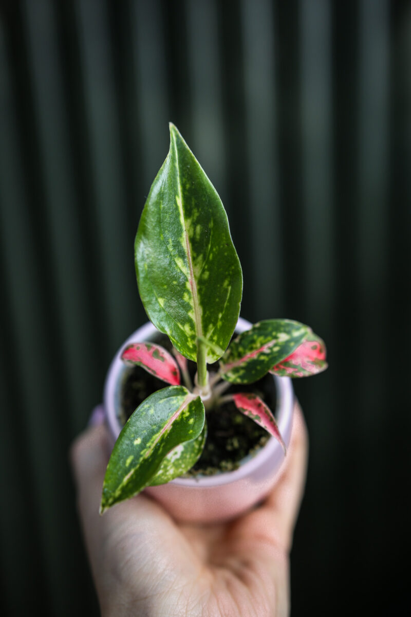 Aglaonema Night Sparkle