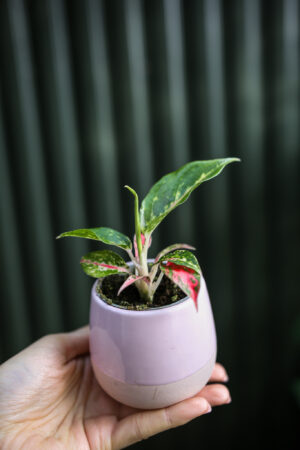 Aglaonema Night Sparkle
