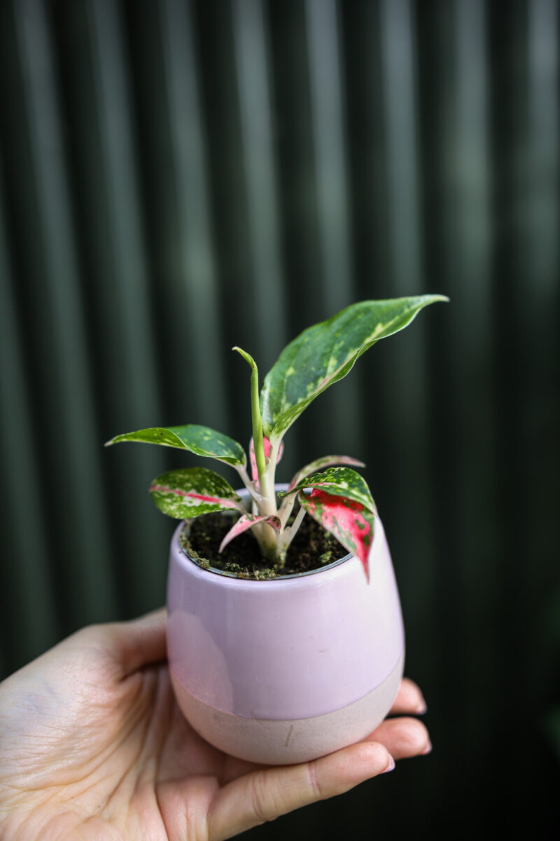 Aglaonema Night Sparkle