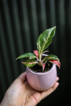 Aglaonema Night Sparkle