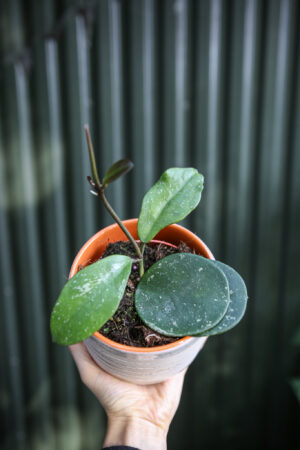 Hoya Obovata