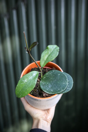 Hoya Obovata