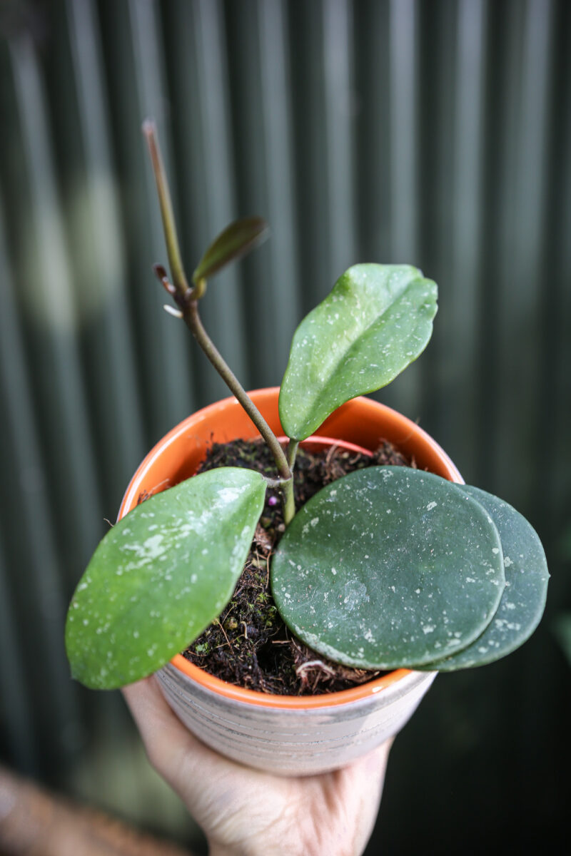 Hoya Obovata