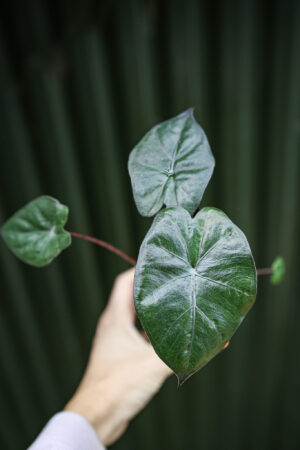 Alocasia Nairobi Night