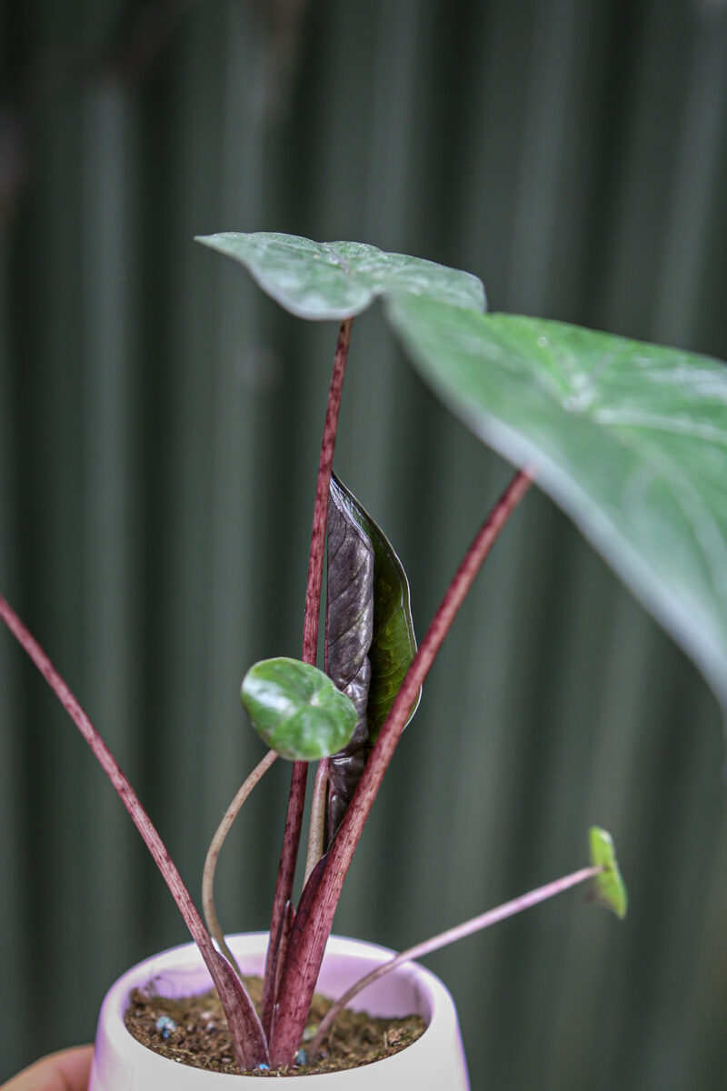 Alocasia Nairobi Night