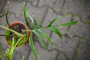 Philodendron Polypodioides