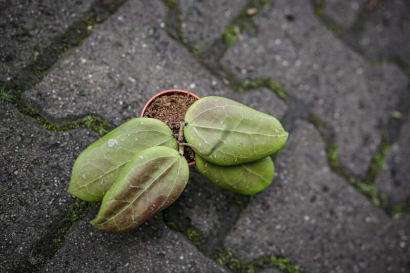 Hoya Merrillii