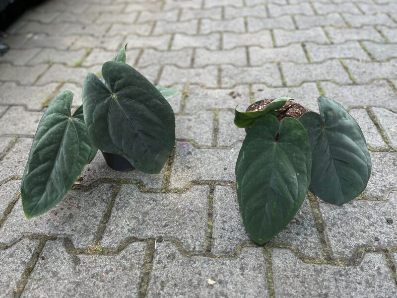 Anthurium Dressleri