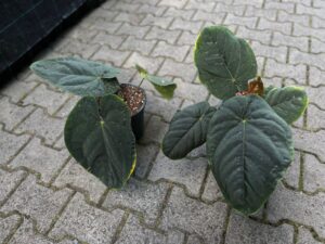 Anthurium Dressleri