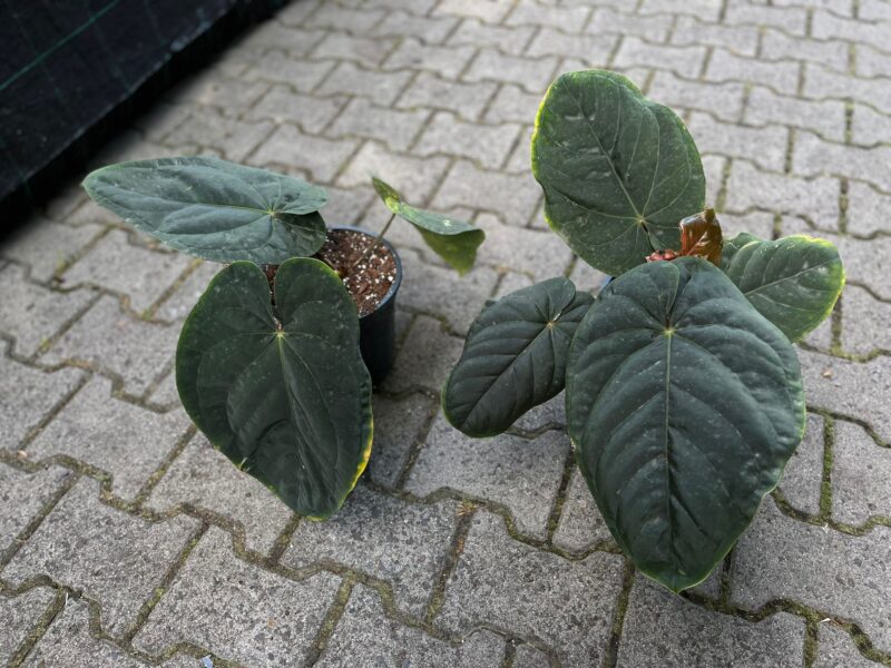 Anthurium Dressleri