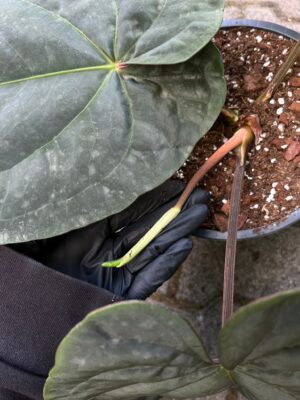 Anthurium Dressleri