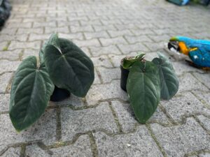 Anthurium Dressleri
