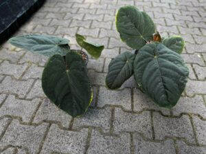 Anthurium Dressleri