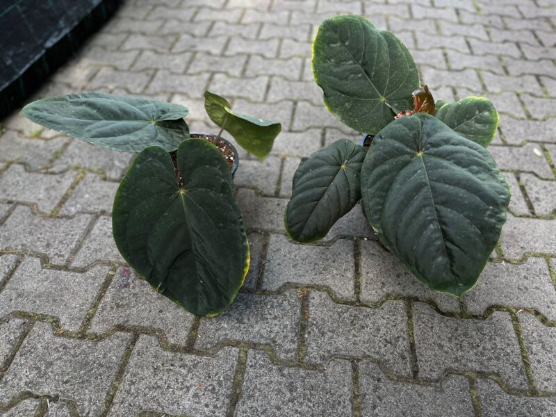 Anthurium Dressleri