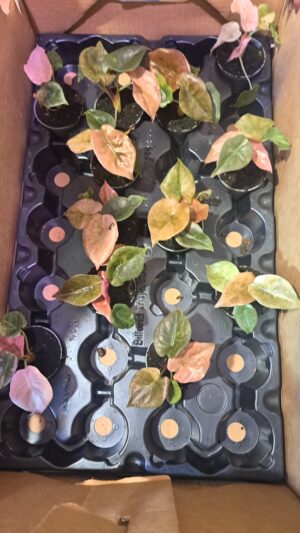 Alocasia Cuprea variegata
