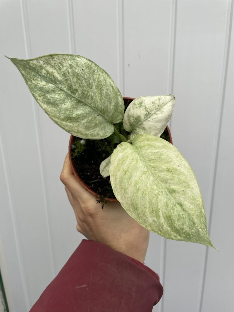 Schismatoglottis Longispatha Variegata Schismatoglottis Longispatha Variegata