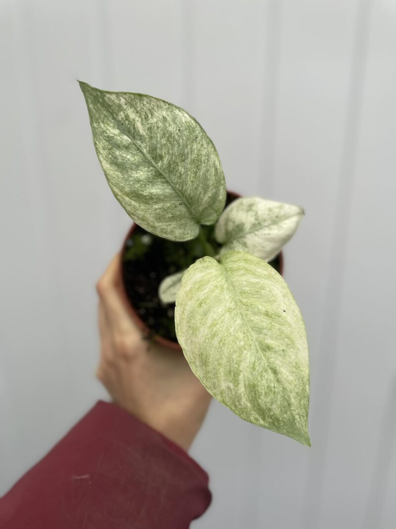 Schismatoglottis Longispatha Variegata