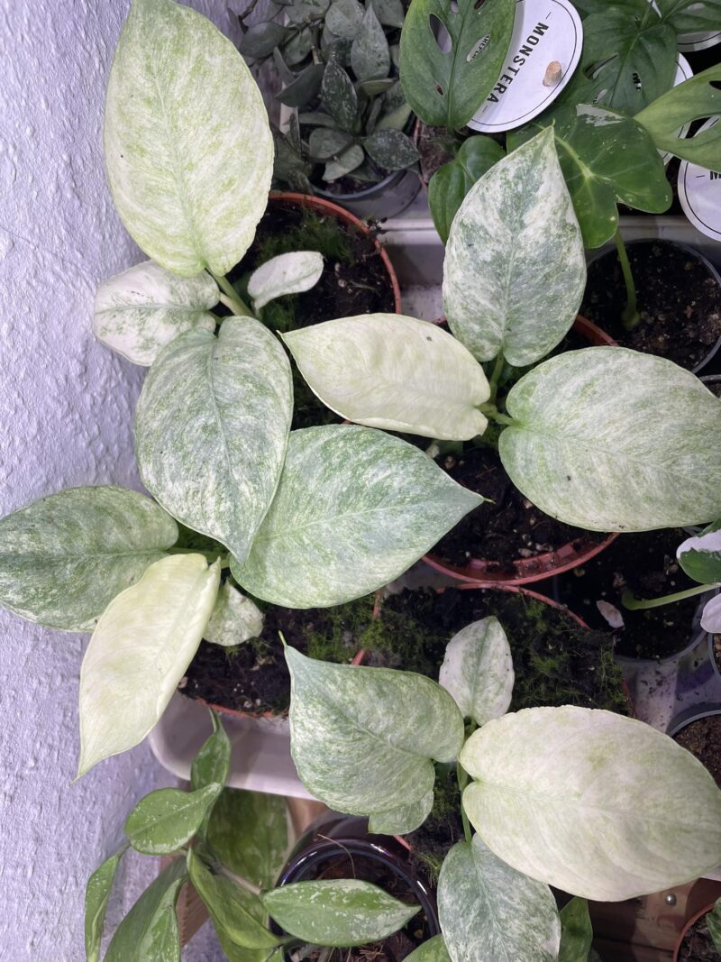 Schismatoglottis Longispatha Variegata