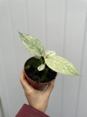 Schismatoglottis Longispatha Variegata