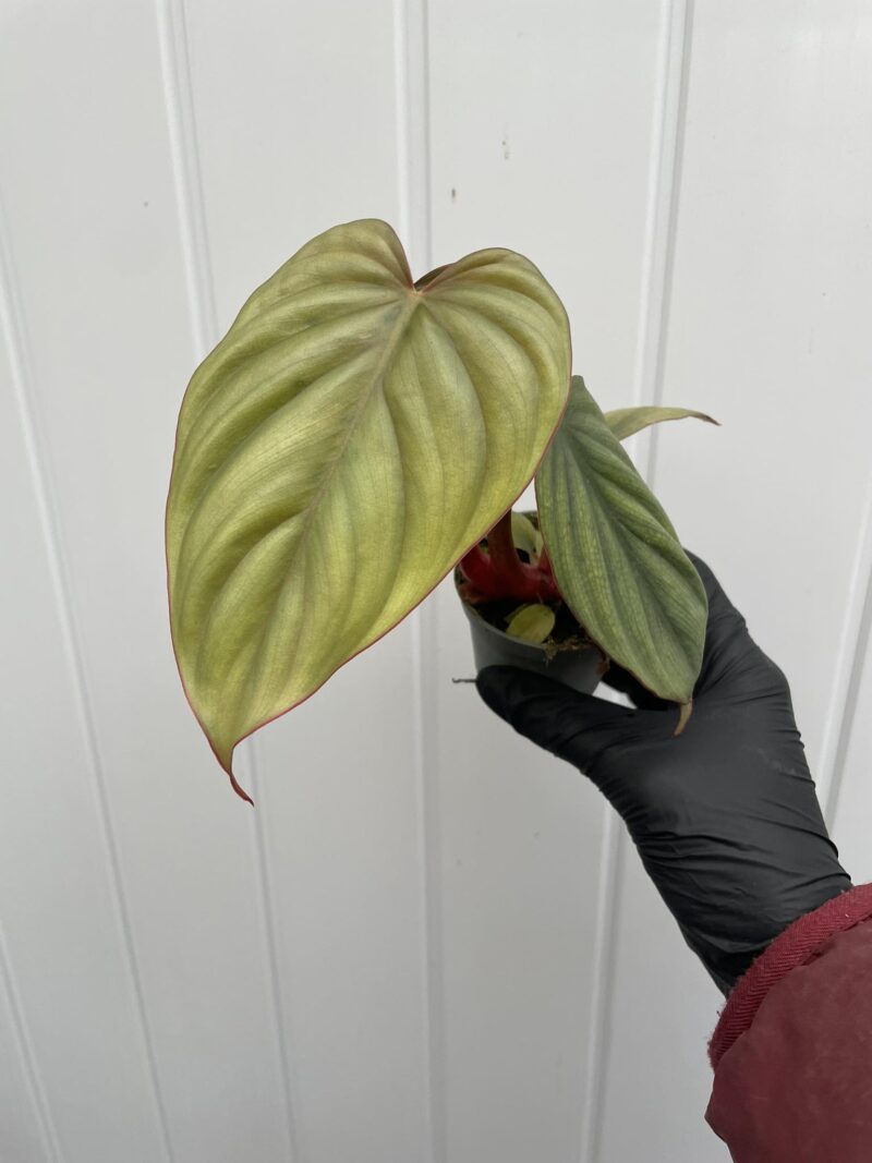 Philodendron sp Colombia Philodendron sp Colombia