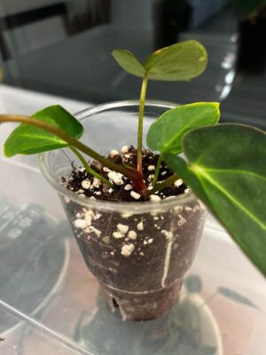 Anthurium forgetii x carlablackiae ’Amanda’ F2