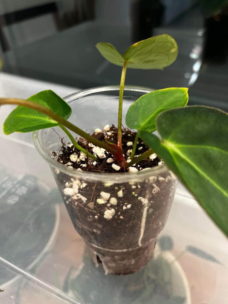 Anthurium forgetii x carlablackiae ’Amanda’ F2