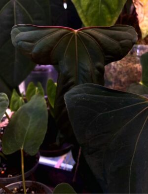 carlablackiae ’RD3’ x papillilaminum (’Fort Sherman’ x ’Ralph Lynam’ flat sinus clone)
