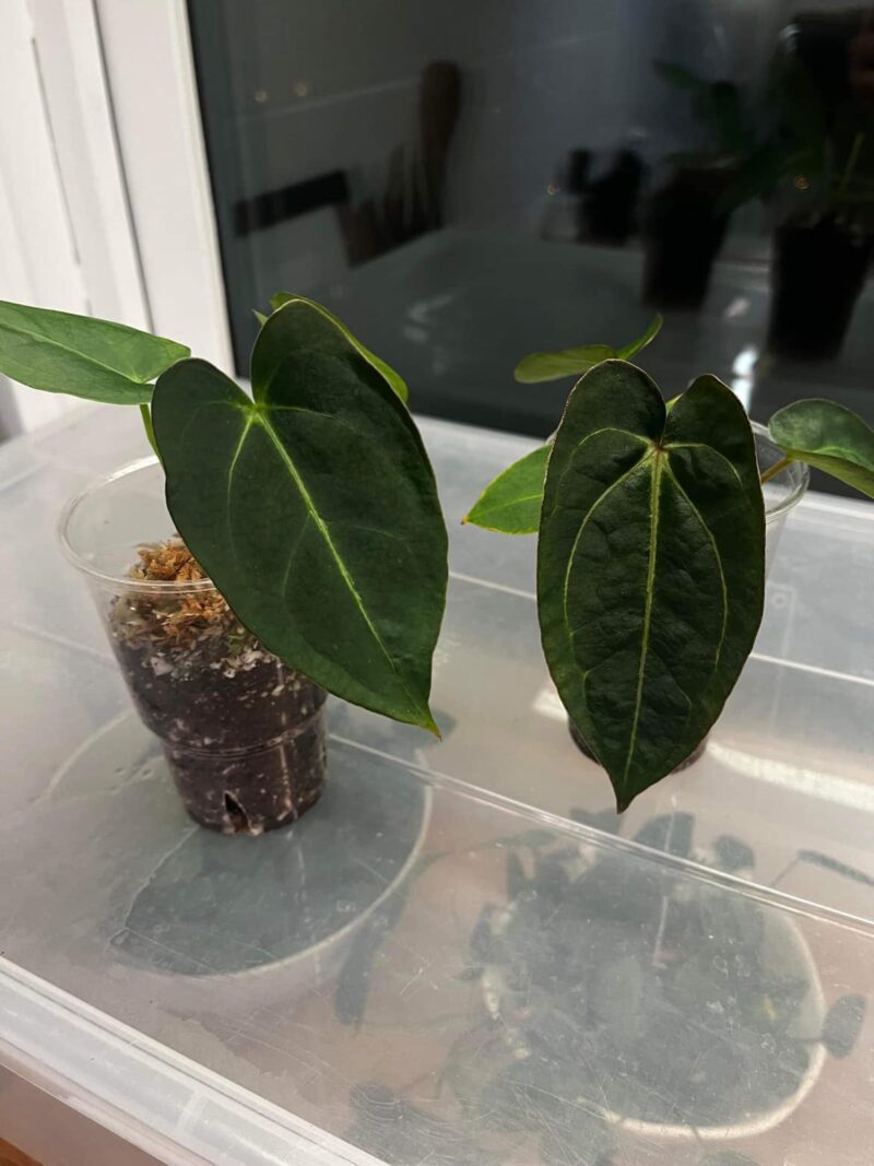 Anthurium forgetii x carlablackiae ’Amanda’ F2