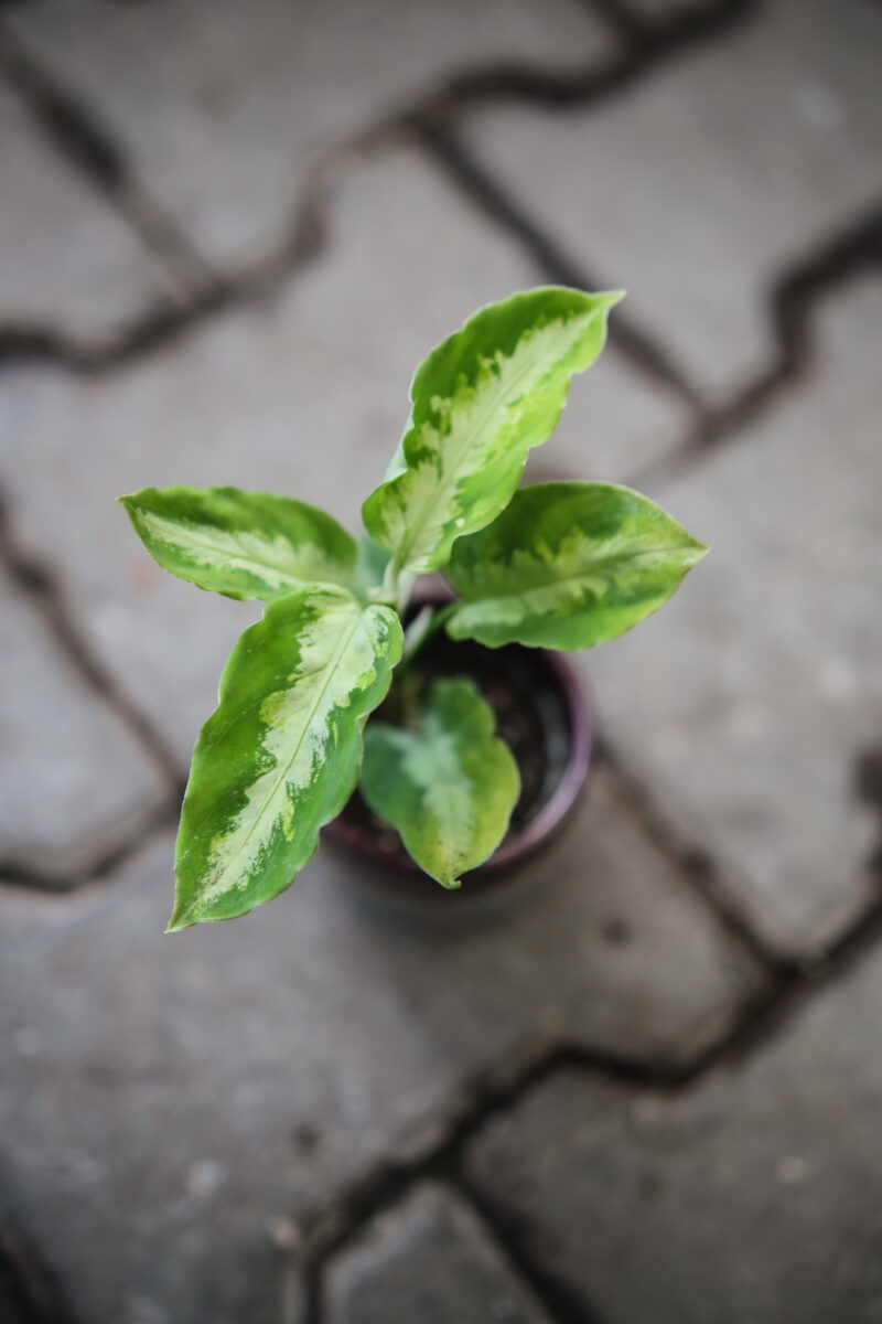 Aglaonema Pictum tricolor Aglaonema Pictum tricolor