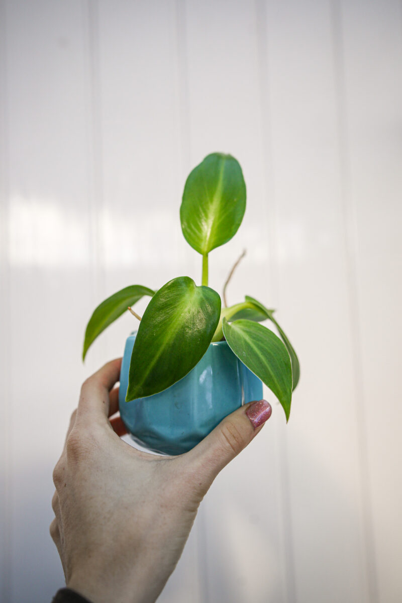 Philodendron Rugosum Philodendron Rugosum