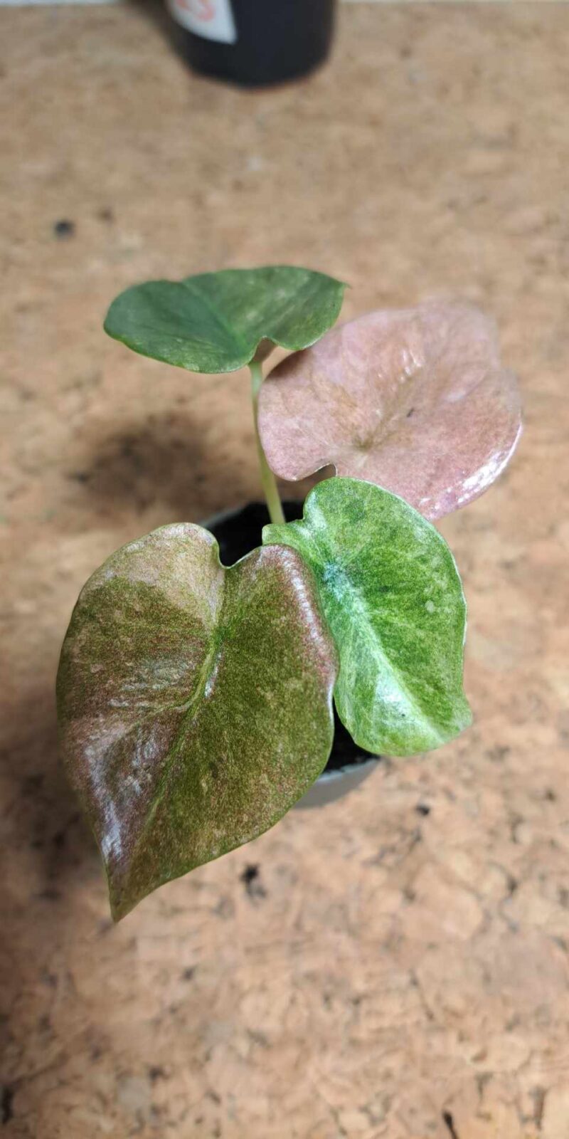 Alocasia Cuprea variegata