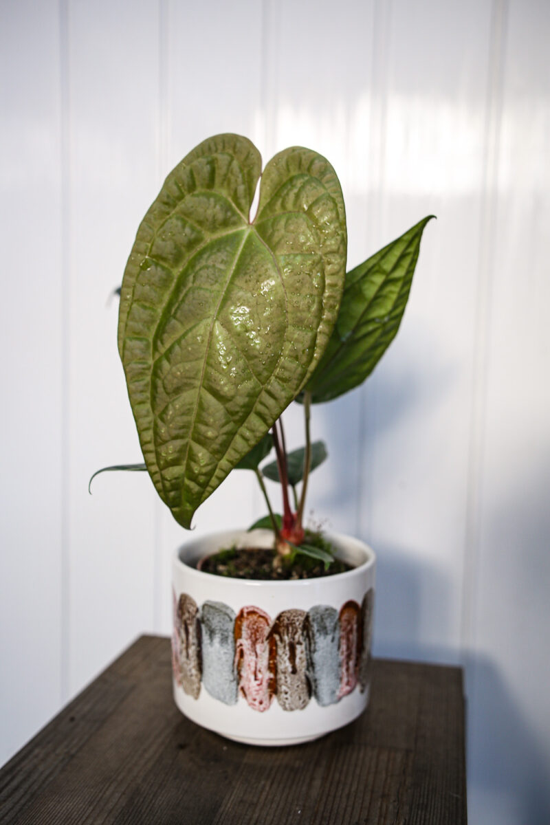 Anthurium Magnificum X Luxurians Anthurium Magnificum X Luxurians