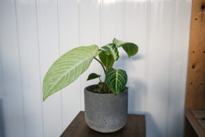 Xanthasoma lindenii mint