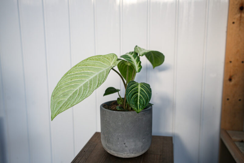 Xanthasoma lindenii mint