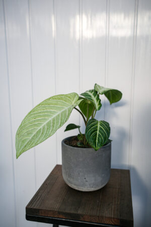 Xanthasoma lindenii mint