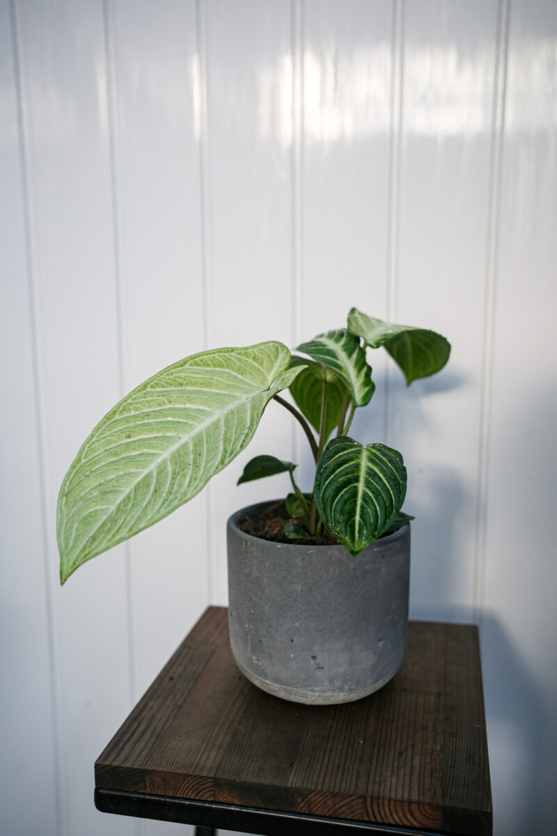 Xanthasoma lindenii mint