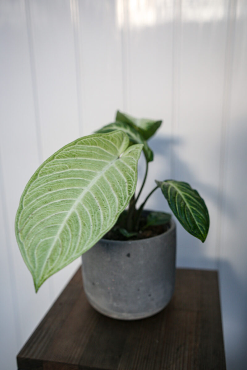 Xanthasoma lindenii mint