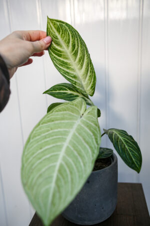 Xanthasoma lindenii mint