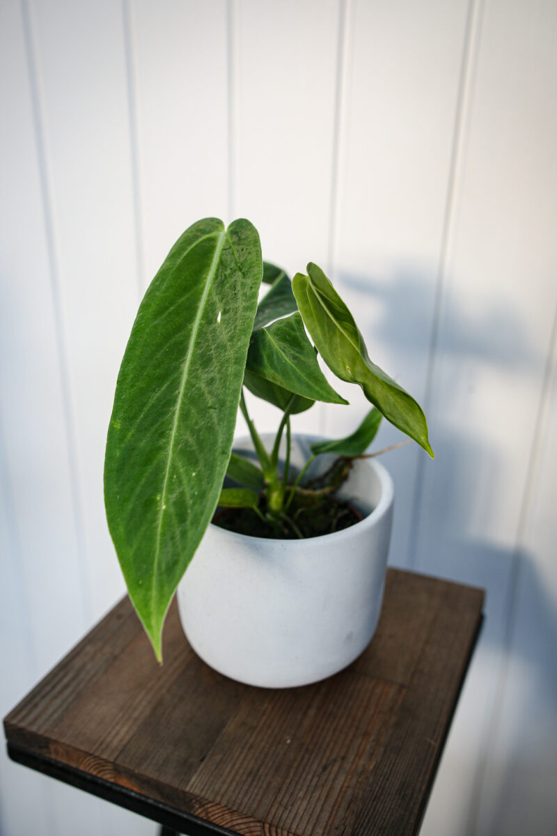 Anthurium warocqueanum x waterburyanum Anthurium warocqueanum x waterburyanum
