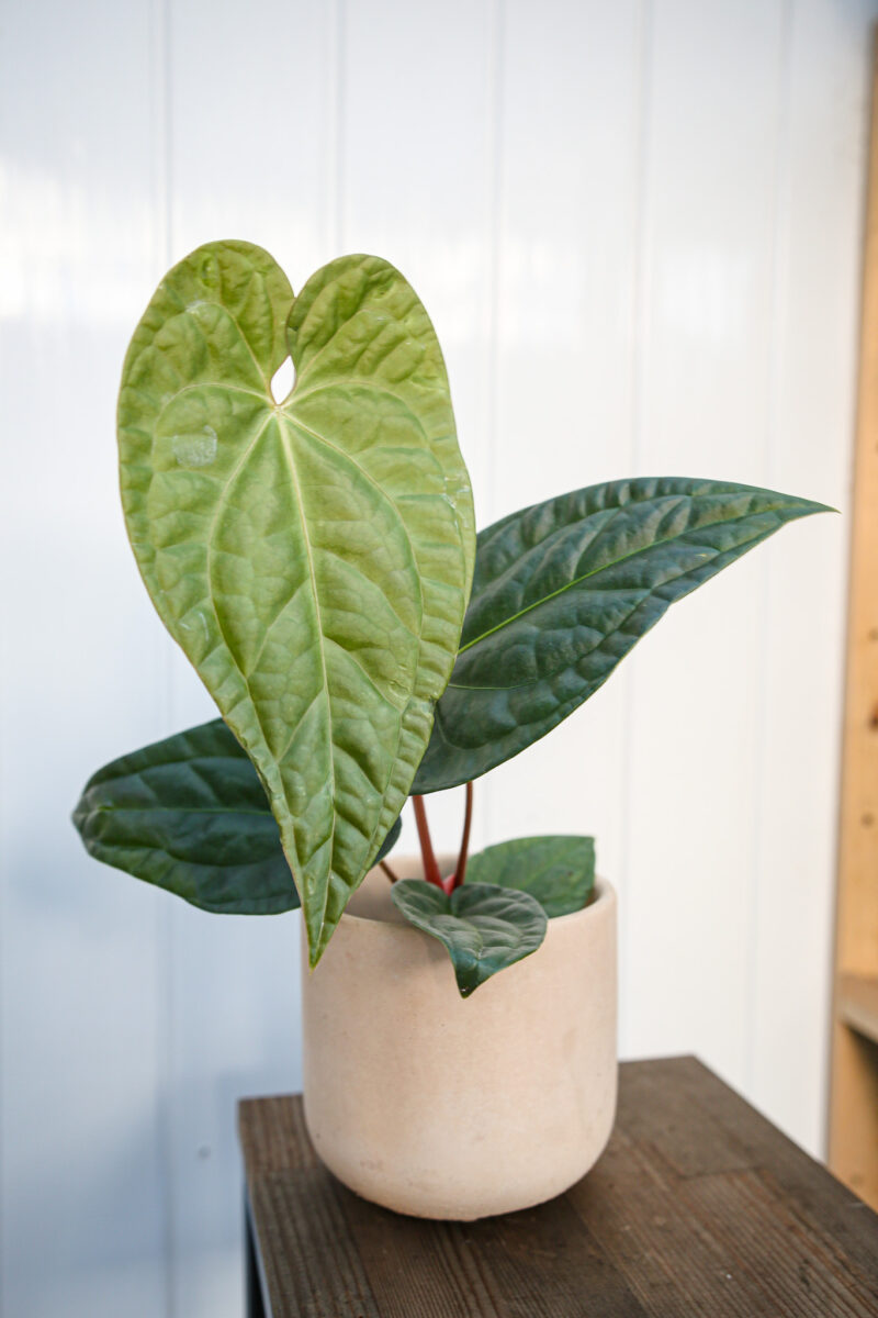 Anthurium Regale X Luxurians Anthurium Regale X Luxurians