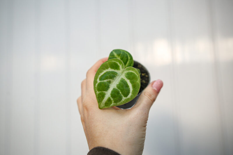 Anthurium Dorayaki