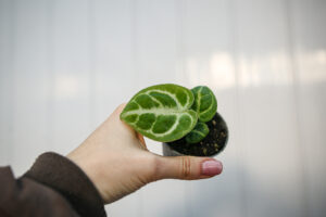 Anthurium Dorayaki