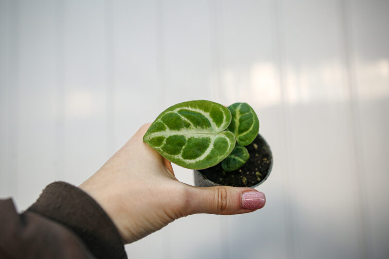 Anthurium Dorayaki