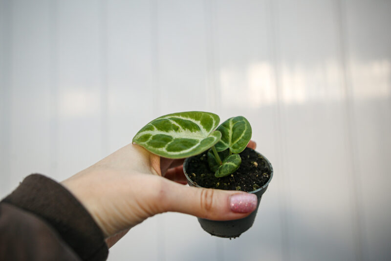Anthurium Dorayaki